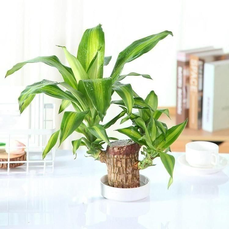 LuckySprout™ Brazilian Wood Mini Home Plant