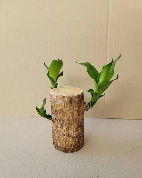 LuckySprout™ Brazilian Wood Mini Home Plant