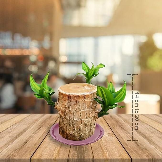 LuckySprout™ Brazilian Wood Mini Home Plant